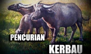 Ketahuan, maling kerbau kabur kocar-kacir dikejar warga